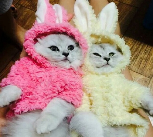 gatti vestiti conigli