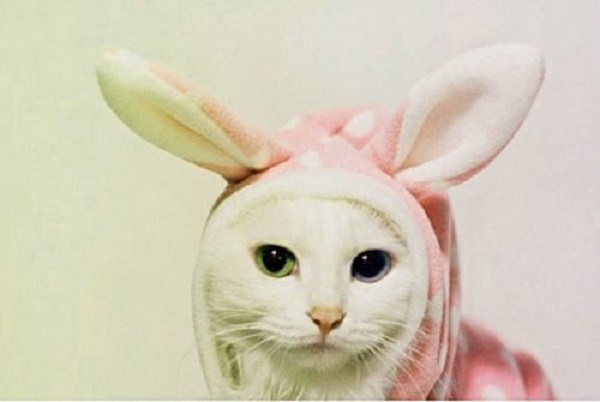 gatto orecchie coniglio