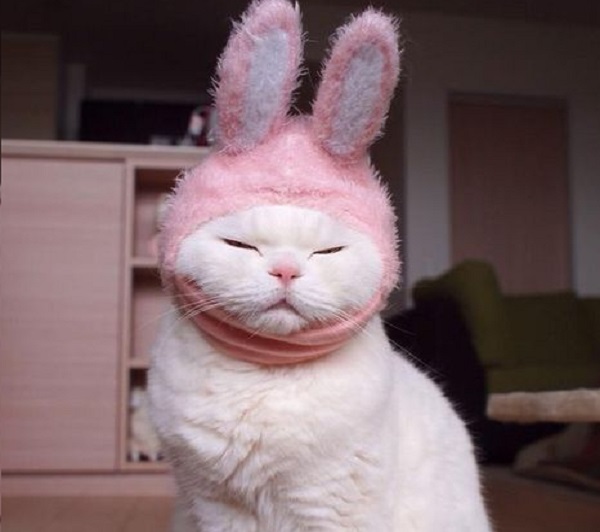 gatto orecchie coniglio rosa