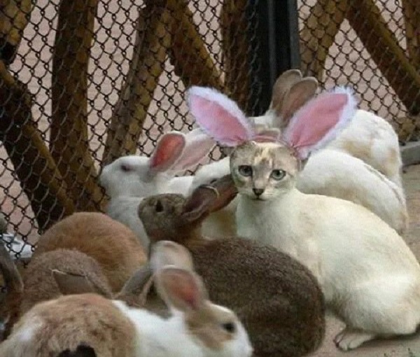 gatto gruppo conigli