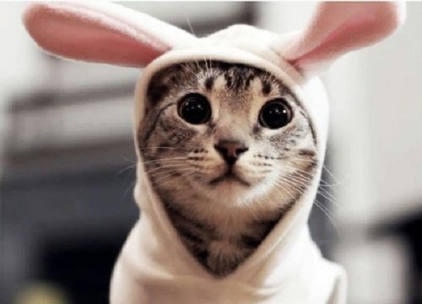 gatto indossa vestito coniglio