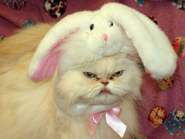 grumpy cat coniglio