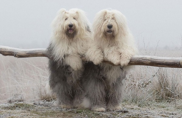 old-english-sheepdog-bobtail