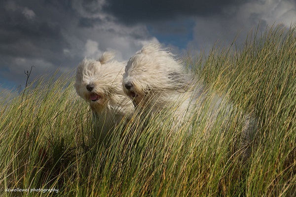 old-english-sheepdog-sorelle