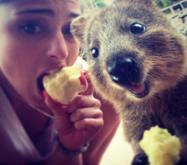 quokka che mangia mela