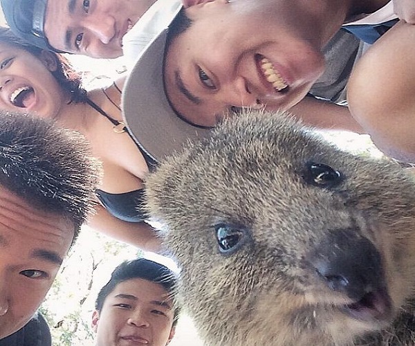 quokka selfie gruppo amici