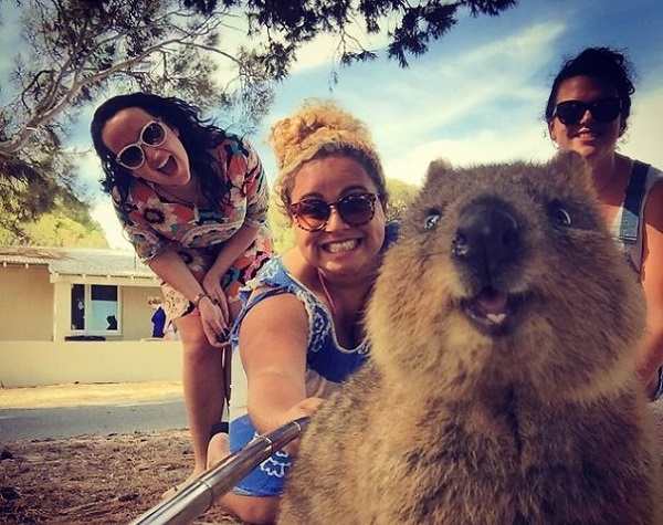 quokka-selfie-trend-