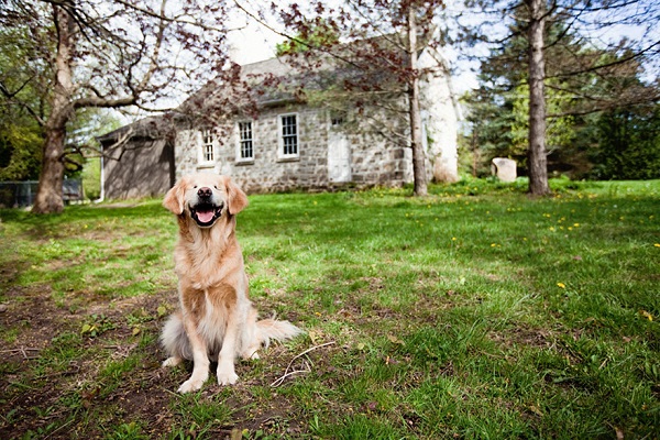 golden retriever