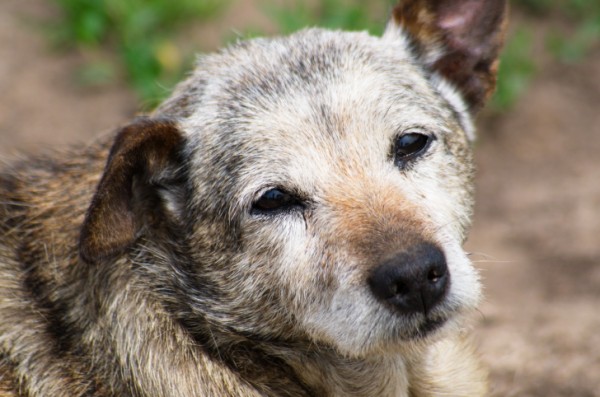 cane non riesce stare zampe posteriori