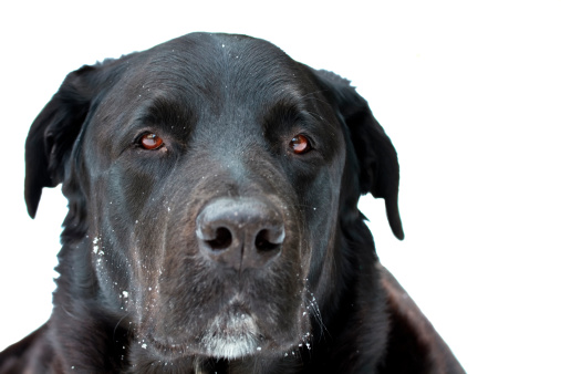 cane aggressivo con altri cani