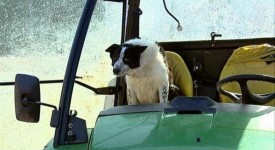border collie