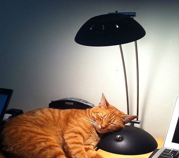 gatto che dorme scrivania