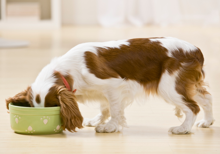 Ricetta per cani