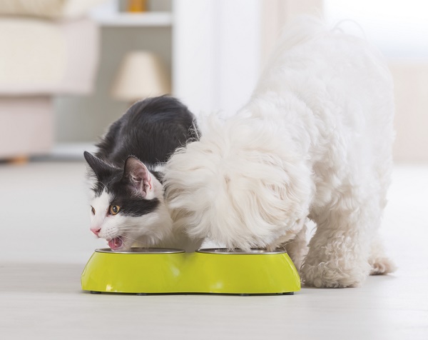 cibo animali domestici cani gatti