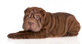 minzione frequente cane