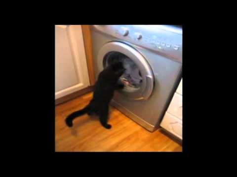 lotta gatto vs lavatrice