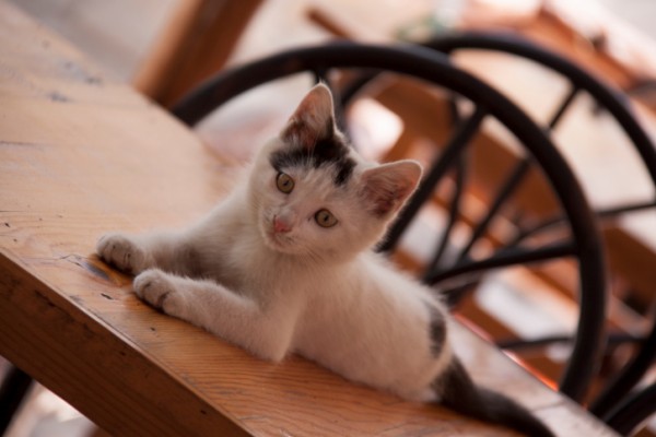 gattino pipì fuori lettiera