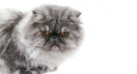 gatto persiano tosato