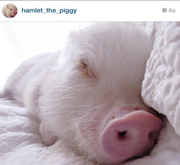 hamlet the piggy