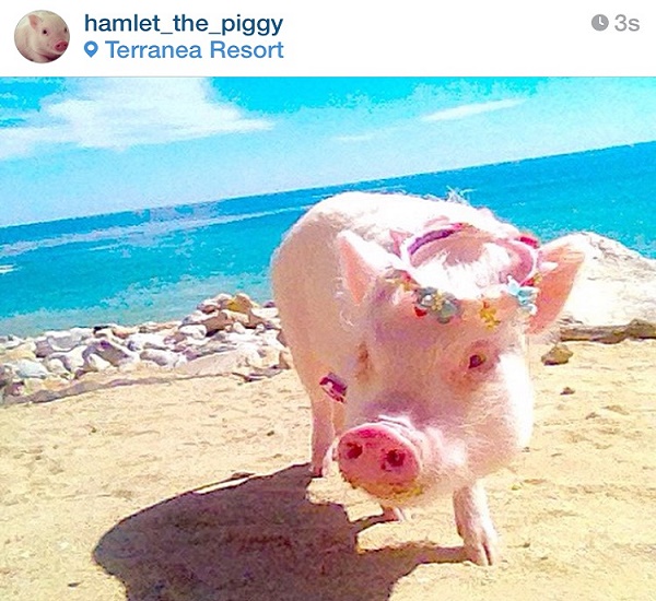 hammy the piggy