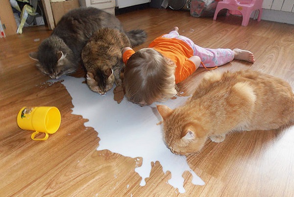 gatti bambini bevono latte