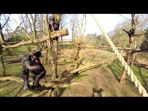 video scimpanzé attacca drone