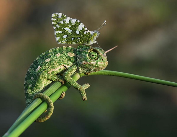 camaleonte mimetizza farfalla