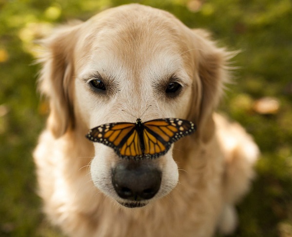 cane farfalla naso