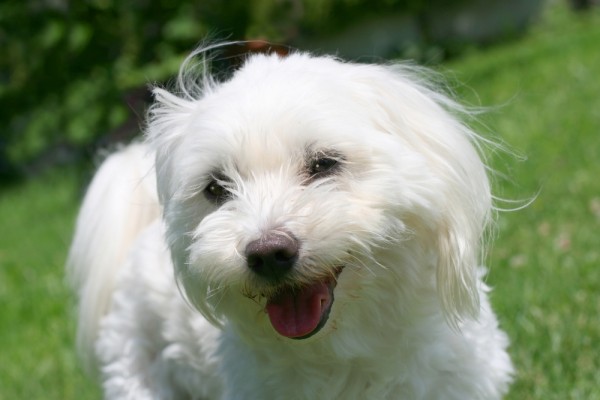 cane maltese trema dopo tosatura