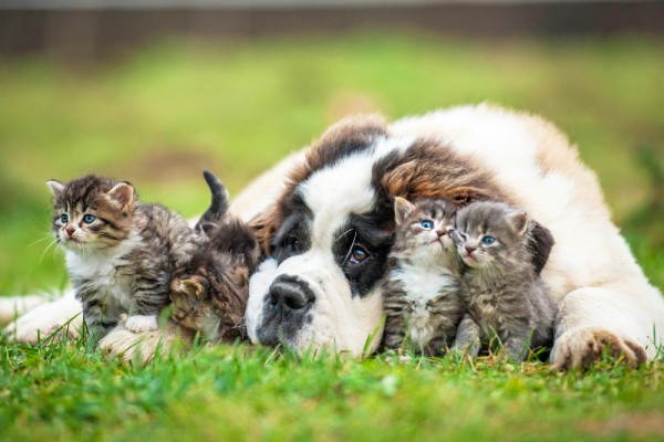 antuiparassitario cane e gatto quando metterlo