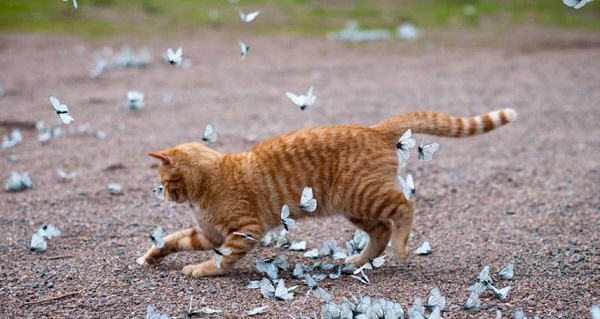 gatto che gioca farfalle 1