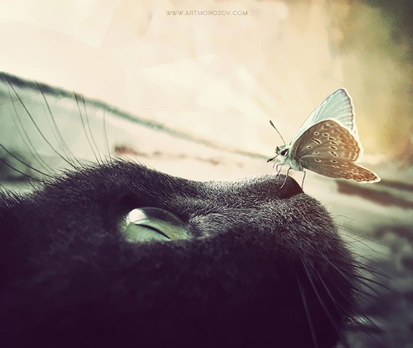 gatto farfalla naso