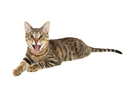8 cose sapere capire gatto felice