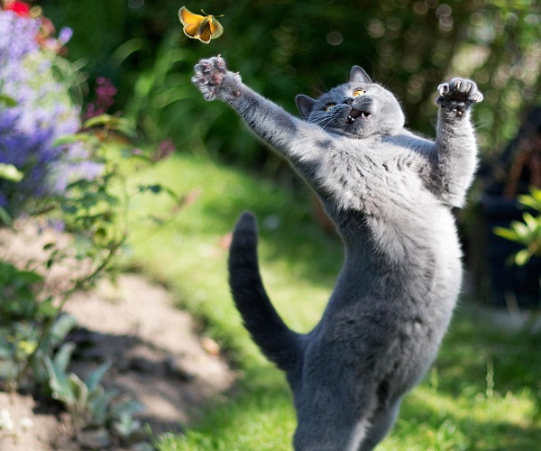 gatto rincorre farfalla