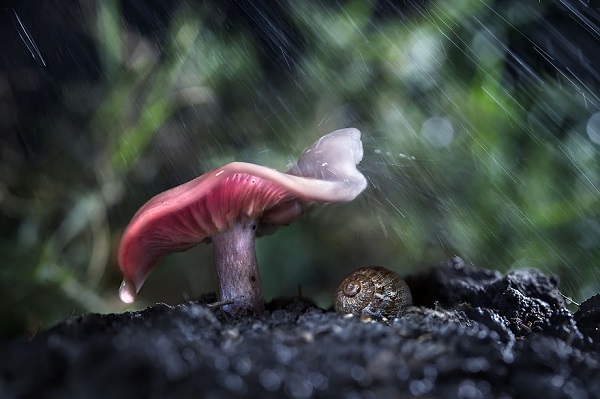 lumaca pioggia fungo