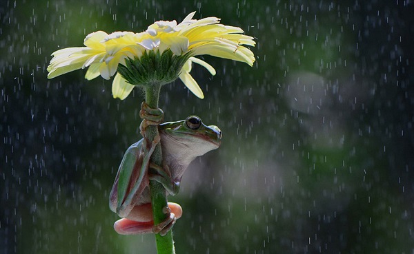 rana ombrello naturale fiore