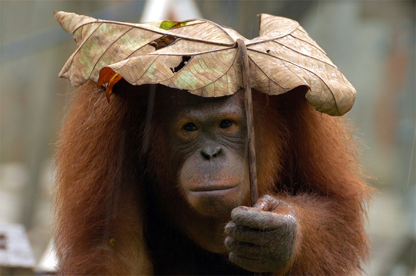gorilla ombrello foglia