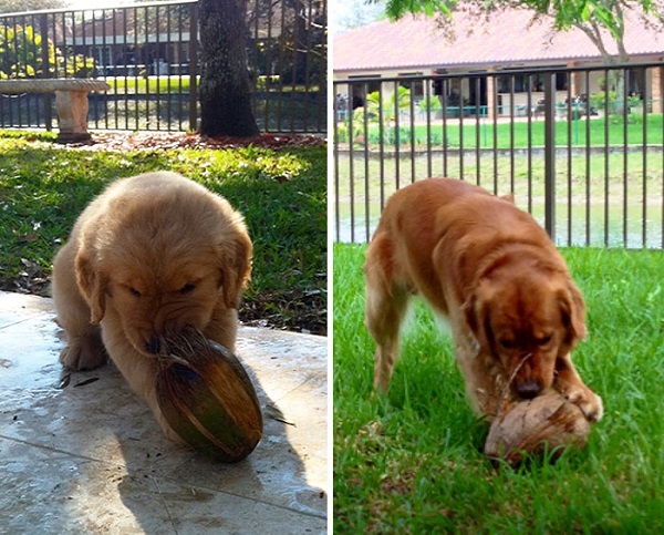 cane che morde noce cocco