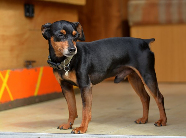 Cane cade dal terzo piano