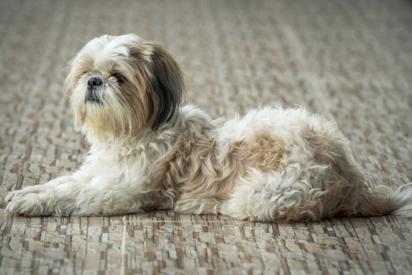 Shih Tzu