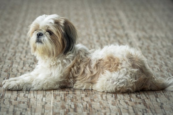 Shih Tzu