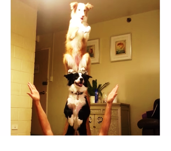 torre canina acrobati