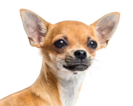 abituare cane pipi fuori casa