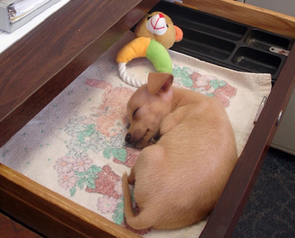 cane che dorme scrivania