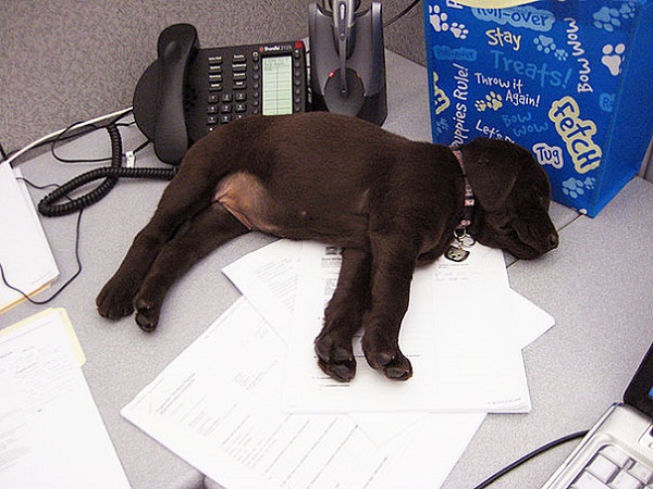 cane che dorme ufficio