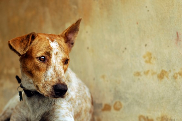 cane abbandonato