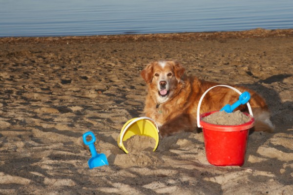 Cani in spiaggia