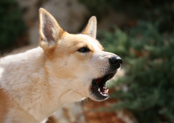 Cani che abbaiano in condominio