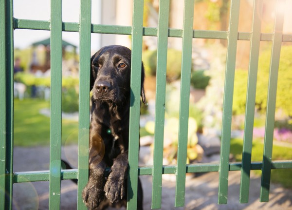 cane dietro alla recinzione