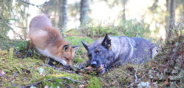 Cane e volpe amici